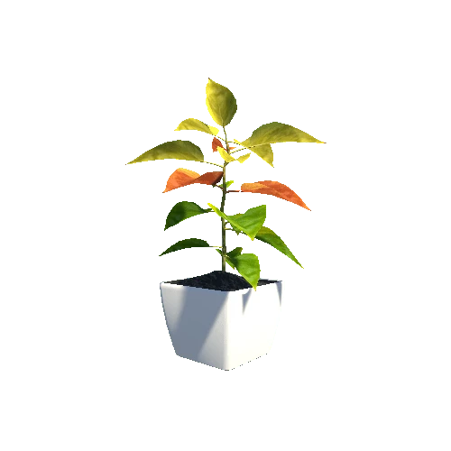 Plant