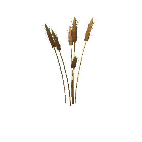 Wheat_03