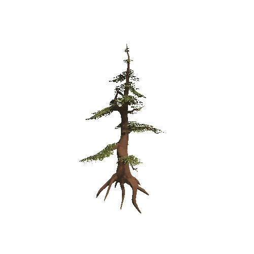 fir_tree_2