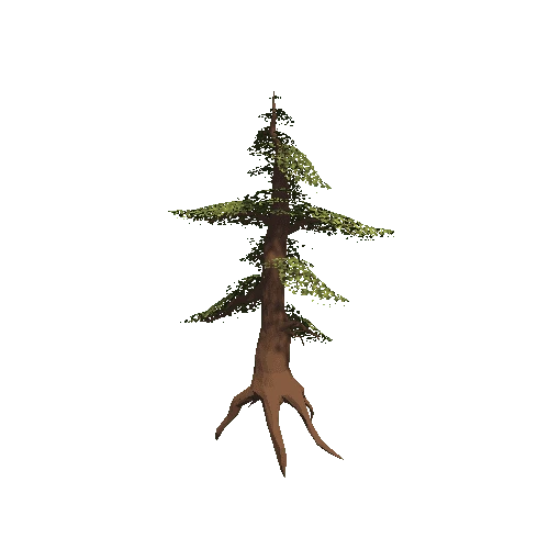 fir_tree_3