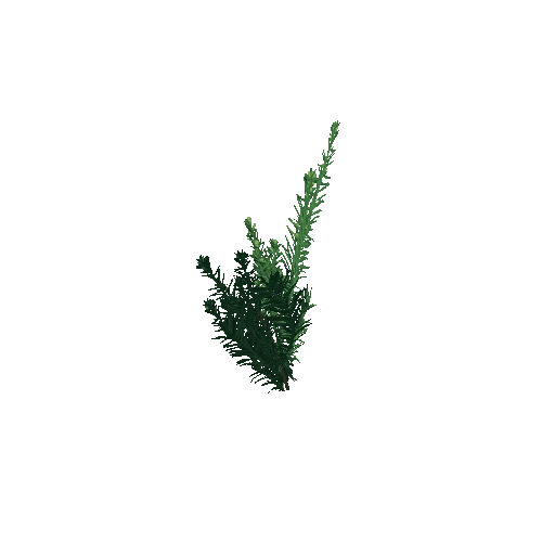 yew_bush_01