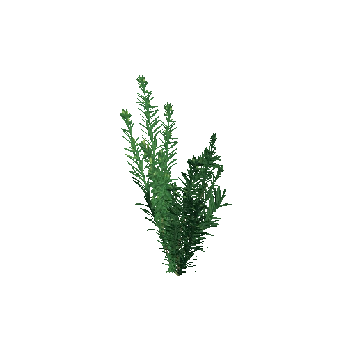 yew_bush_011