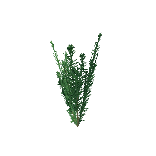 yew_bush_014