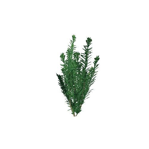 yew_bush_015