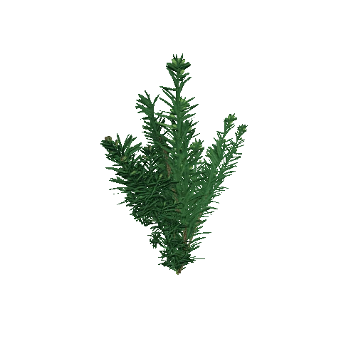 yew_bush_017