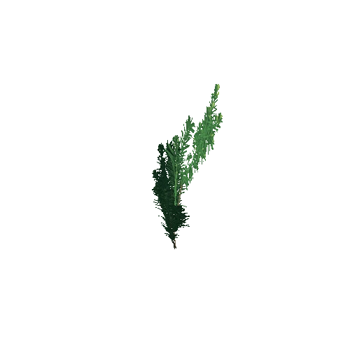 yew_bush_02