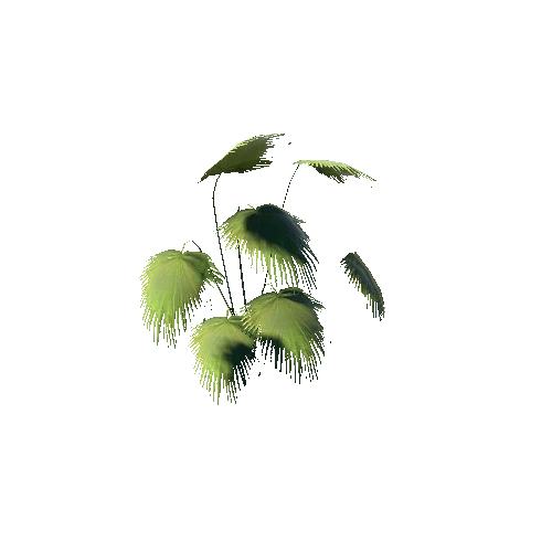 Large_Leaf_02