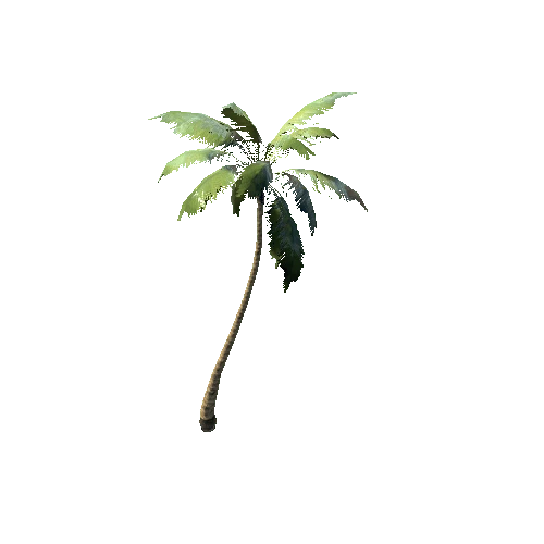 Palm_Tree_01