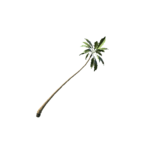 Palm_Tree_04