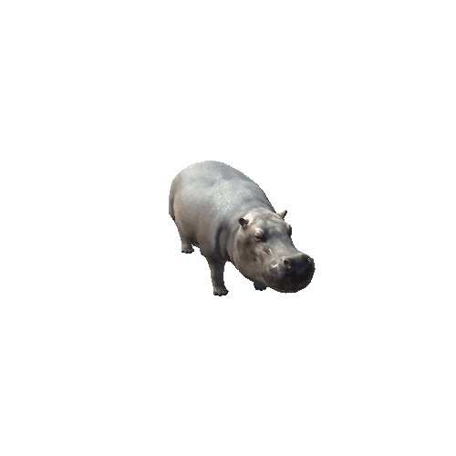 Hippo_V2_LOD0