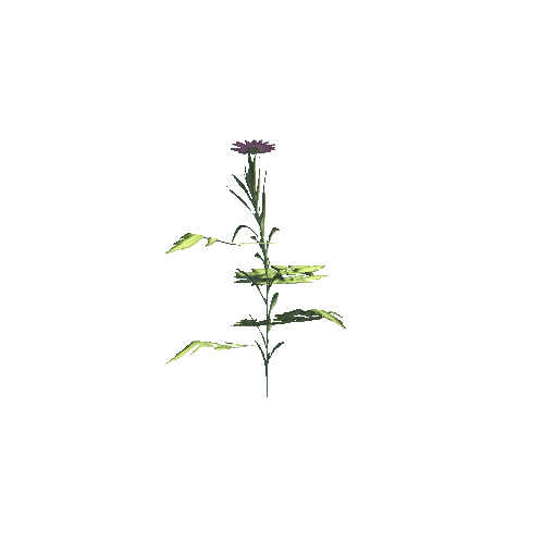 plant01a