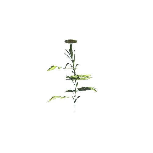 plant01b