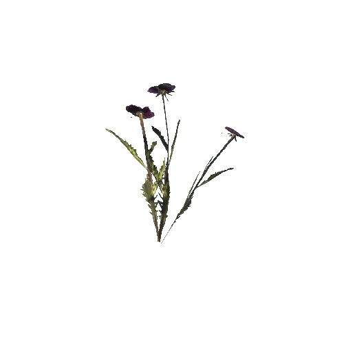 plant03d