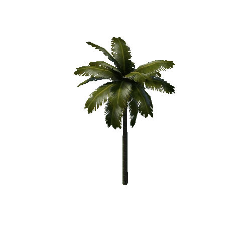 palm1