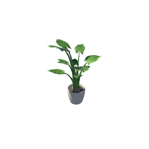 Plant_3