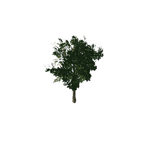 Tree_B_001