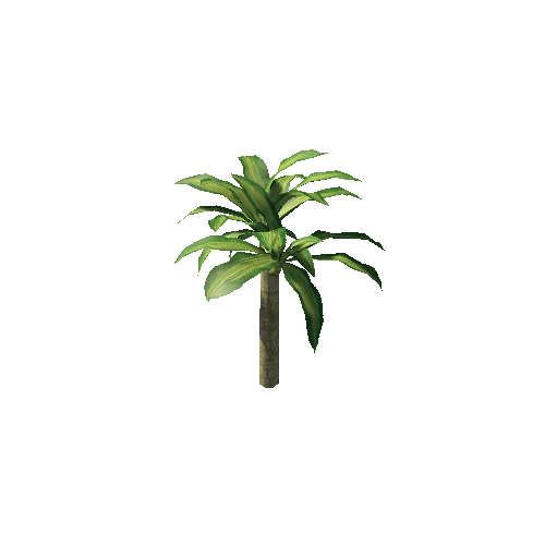 Palm_4