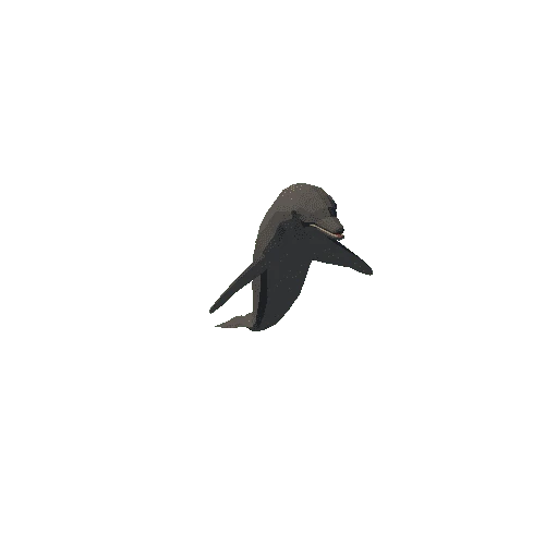 Dolphin