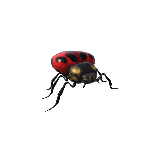 LadyBugColor1