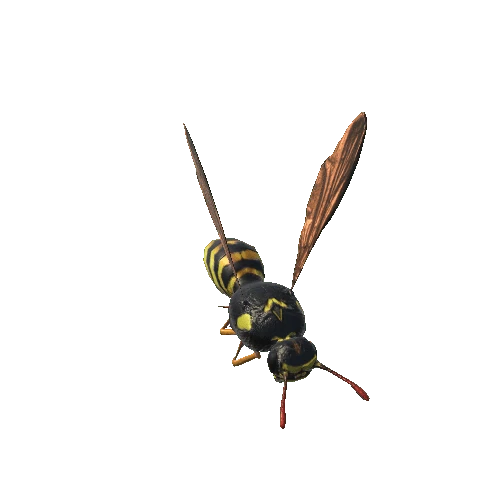 WaspColor1