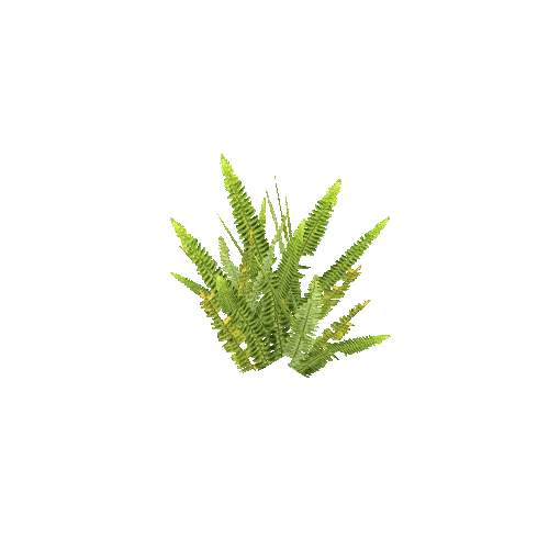 Fern04