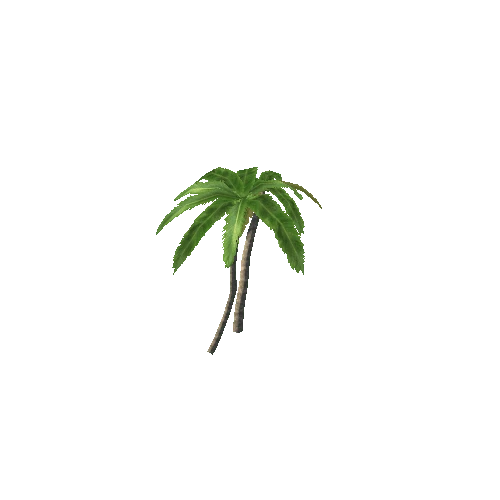 Palm03