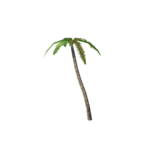 Palm05