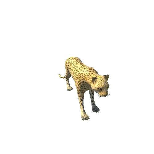 leopard_LOD0