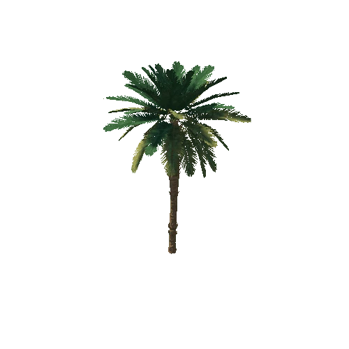 palm