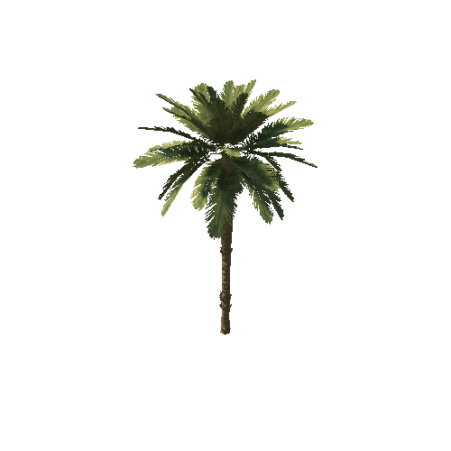 palm_large
