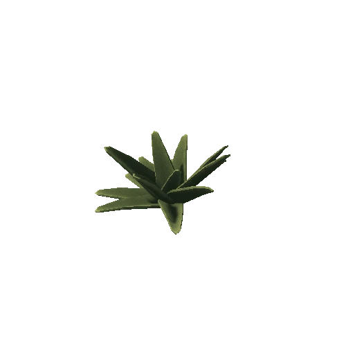 Aloe_2_s1