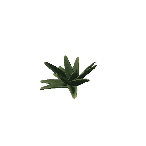 Aloe_2_s4