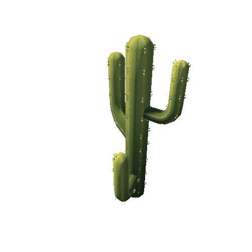 Cactus_13_s5