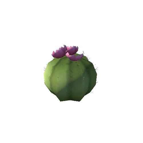 Cactus_2_s1