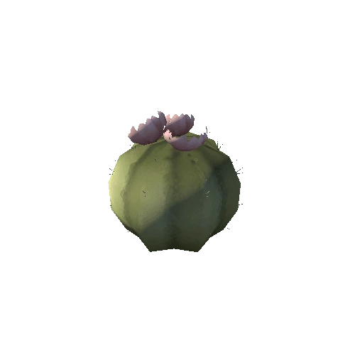 Cactus_2_s4