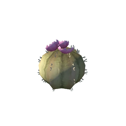 Cactus_2_s6
