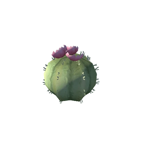 Cactus_2_s7