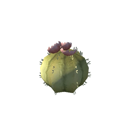 Cactus_2_s8