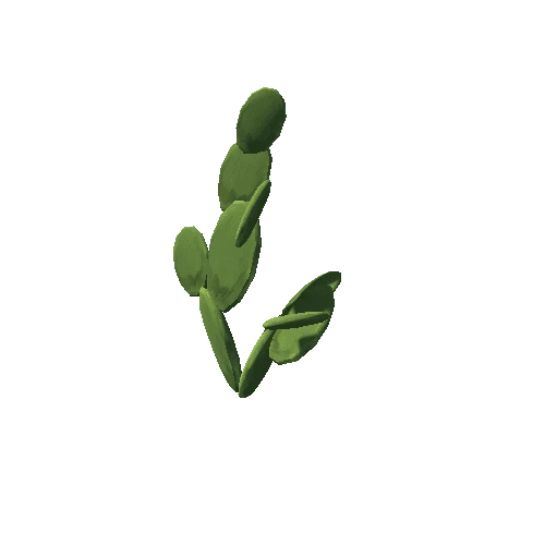 Cactus_3_s1