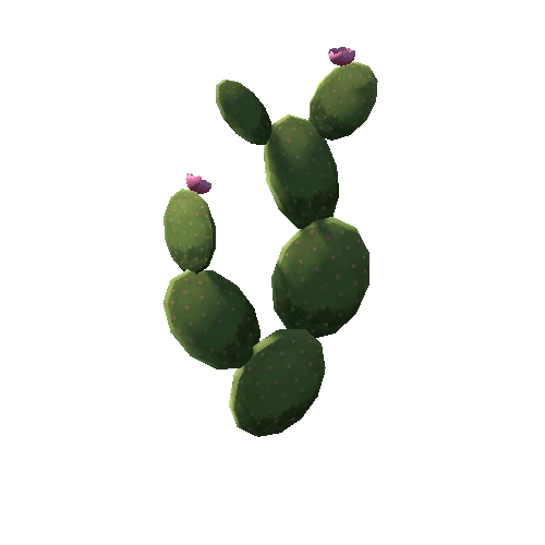 Cactus_4_2sides_s1