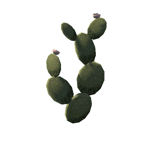 Cactus_4_2sides_s4