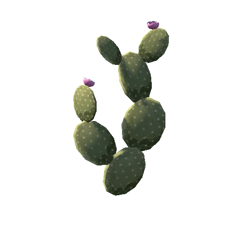 Cactus_4_2sides_s6