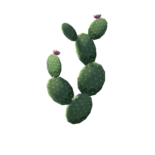Cactus_4_s7