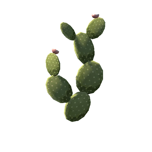 Cactus_4_s8