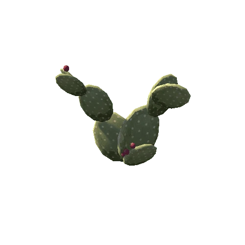 Cactus_5_s6