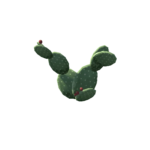 Cactus_5_s7