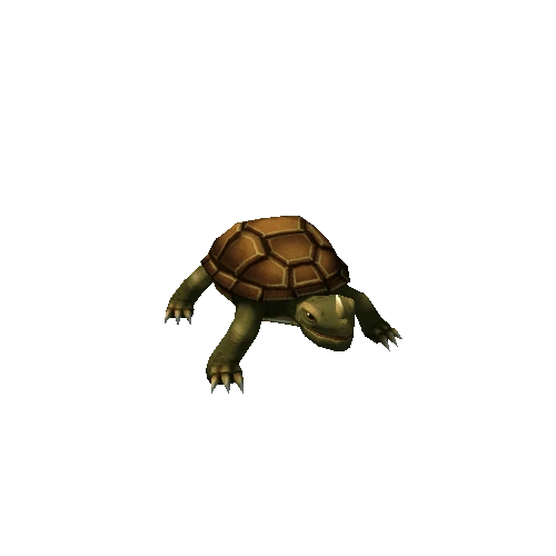 turtle_brown2