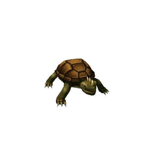 turtle_brown6