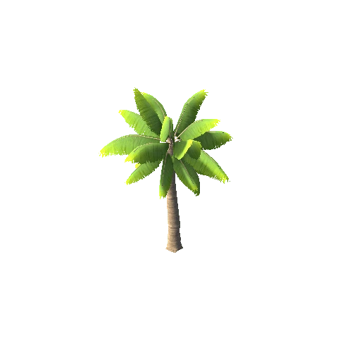 BigPalmTree1