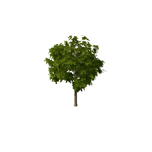 BigTree1